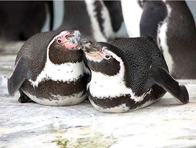 Peruvian Penguins cuddling