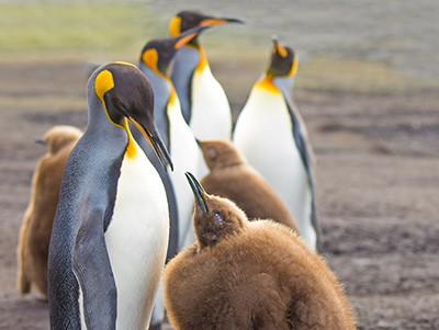 King Penguin (Aptenodytes patagonicus) feeding chick. Falkland Islands.