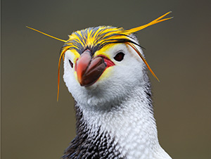 Portrait of a Royal Penguin.