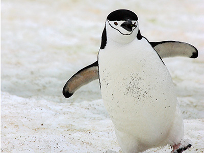 A happy chinstrap penguin in Antarctica.