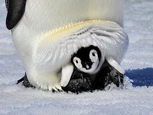 Emperor Penguin with chick Snow Hill, Antarctica 2010 on the icebreaker Kapitan Khlebnikov