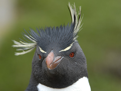 Rockhopper penguin Falkland Island, travel to Antarctica